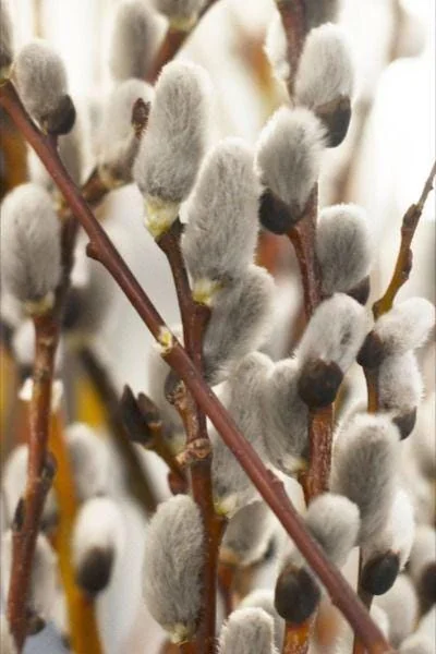 French Pussy Willow (Salix Nigra) - 2 Bare-root Plants - Outdoor Shrub - Image 2