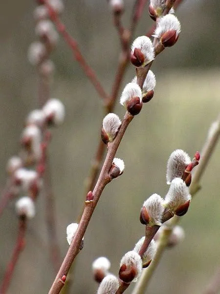 French Pussy Willow (Salix Nigra) - 2 Bare-root Plants - Outdoor Shrub - Image 3