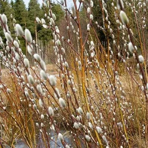 French Pussy Willow (Salix Nigra) - 2 Bare-root Plants - Outdoor Shrub - Image 4