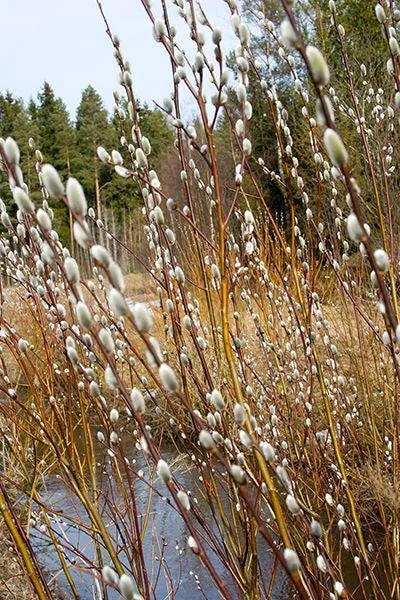 French Pussy Willow (Salix Nigra) - 2 Bare-root Plants - Outdoor Shrub - Image 4