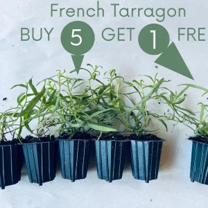 French Tarragon Live Herb Plant - Culinary Starter, 1 inch Plug - Image 1