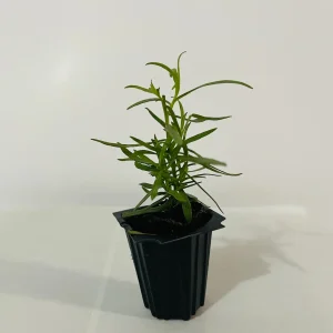 French Tarragon Live Herb Plant - Culinary Starter, 1 inch Plug - Image 5