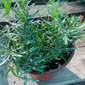 French Tarragon Live Plant - Artemisia Dracunculus - 6 inch Pot - Culinary Herb - Image 2