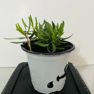 French Tarragon Live Plant - Culinary Herb Starter - 1