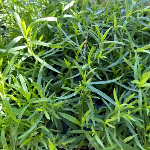 French Tarragon Live Plant - Culinary Herb Starter - 1" Plug - Image 1