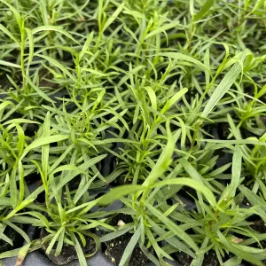 French Tarragon Live Plant - Culinary Herb Starter - 1