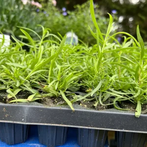 French Tarragon Live Plant - Culinary Herb Starter - 1