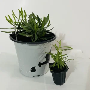 French Tarragon Live Plant - Culinary Herb Starter - 1