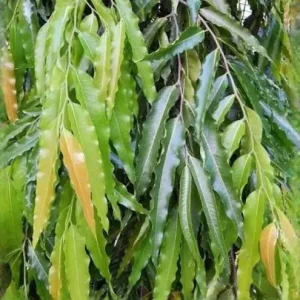 Fresh Ashoka Leaves (Saraca indica) - 30 Count for Herbal Use - Image 2