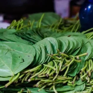 Fresh Betel Leaf Harvest for Paan & Ceremonies - 27 Leaves Minimum - Image 8