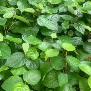 Fresh Betel Leaf (Piper betle) Harvest - 27 Leaves for Paan & Ceremonies - Image 1