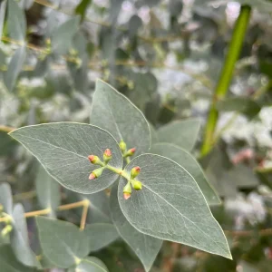 Fresh Eucalyptus Bunch for Shower, Decor, Weddings – Aromatic, 15-18 inch stems - Image 10