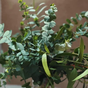 Fresh Eucalyptus Bunch for Shower, Decor, Weddings – Aromatic, 15-18 inch stems - Image 2