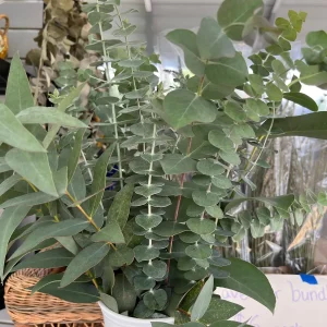 Fresh Eucalyptus Bunch for Shower, Decor, Weddings – Aromatic, 15-18 inch stems - Image 5