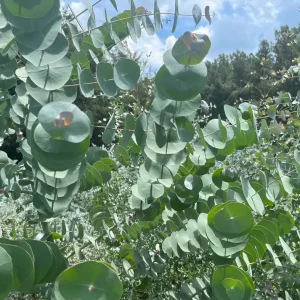 Fresh Eucalyptus Bunch for Shower, Decor, Weddings – Aromatic, 15-18 inch stems - Image 8