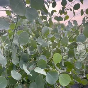 Fresh Eucalyptus Bunch for Shower, Decor, Weddings – Aromatic, 15-18 inch stems - Image 9