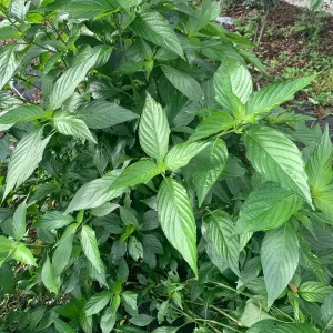 Fresh Insulin Plant Leaves - 45 Count - Costus igneus for Wellness Support - Image 3