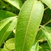Fresh Mango Leaves - 50 Count, Unsprayed for Culinary & Herbal Use - Image 1