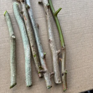 Fresh Mango Leaves - 50 Count, Unsprayed for Culinary & Herbal Use - Image 6