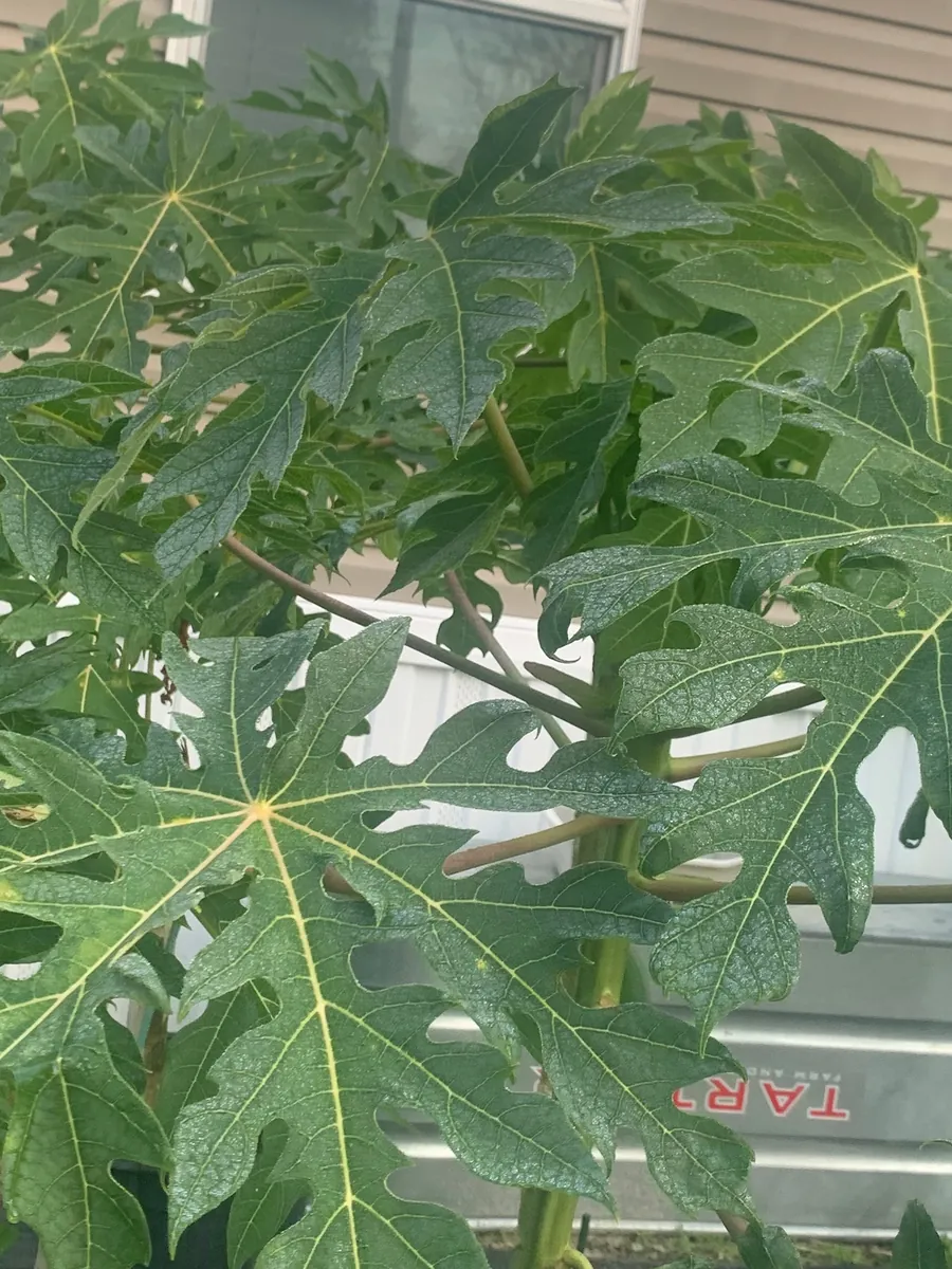 Fresh Papaya Leaves – 1 Lb – Hand-Picked – For Juice, Tea, Cooking - Image 2