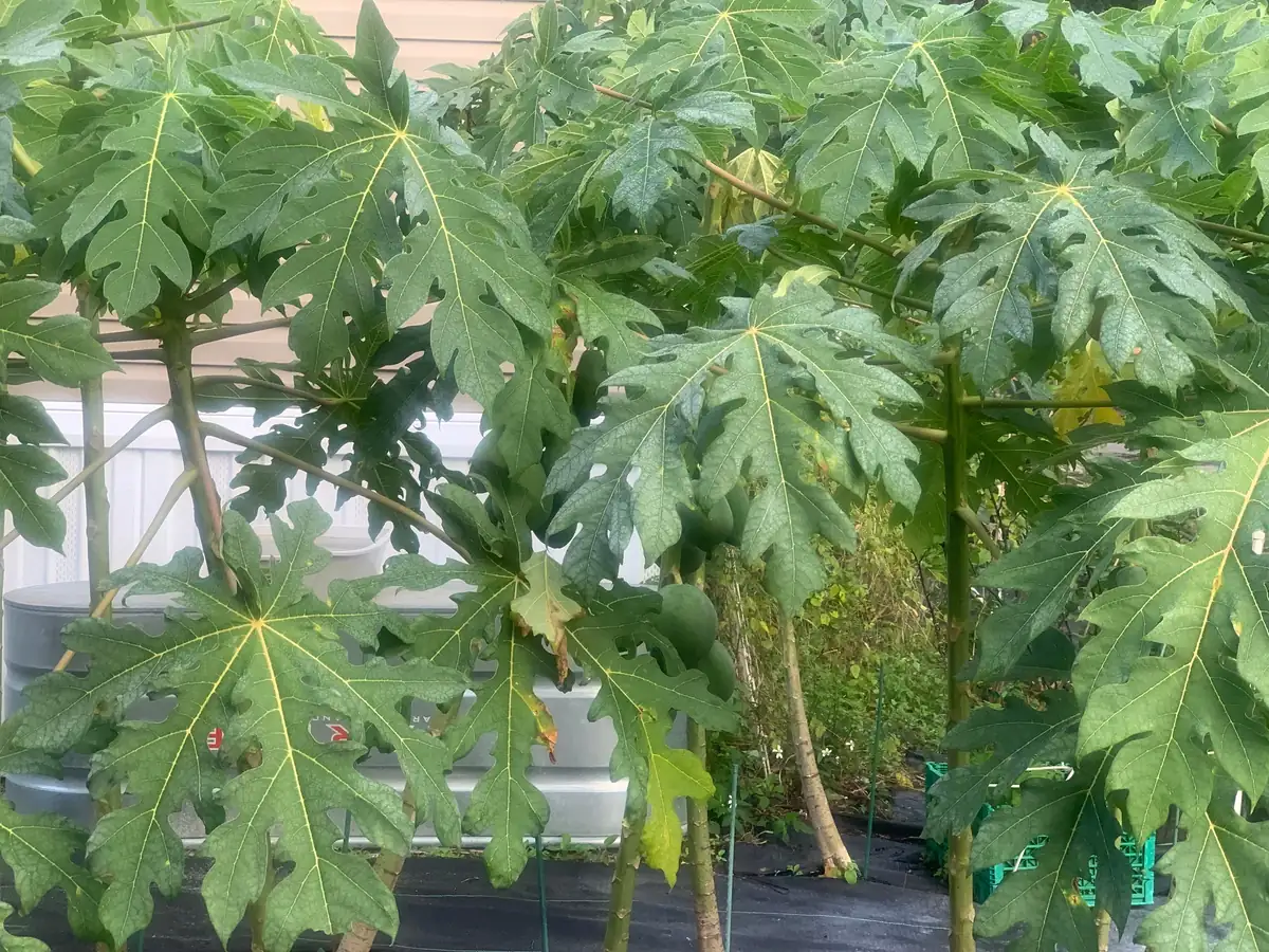 Fresh Papaya Leaves – 1 Lb – Hand-Picked – For Juice, Tea, Cooking - Image 4