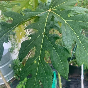 Fresh Papaya Leaves - 1 Lb Hand-Picked for Juicing & Tea - Image 3
