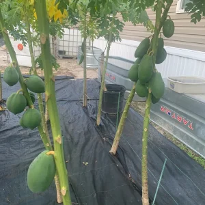 Fresh Papaya Leaves - 1 Lb Hand-Picked for Juicing & Tea - Image 5