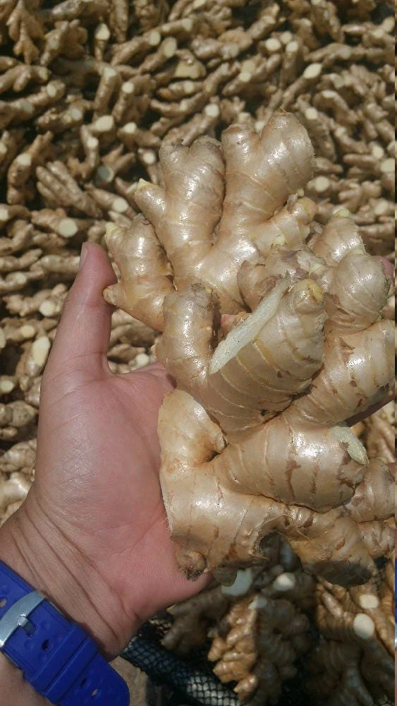 Fresh Peruvian Wild Ginger Root - Non-GMO, 4lb - Image 1
