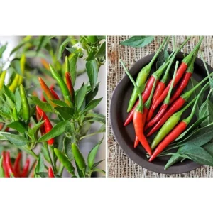 Fresh Thai Green Chili Peppers - Hot Spicing Vegetable - Image 2