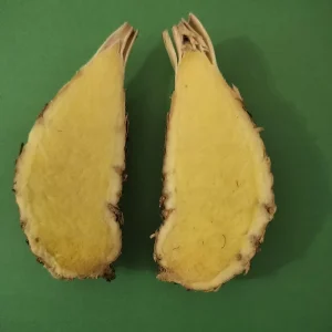 Fresh White Turmeric Rhizomes - Curcuma Amada - Edible & Plantable - Image 2