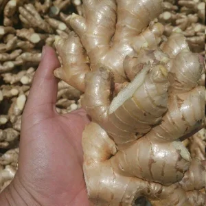 Fresh Wild Ginger Root from Peru – 2lb – Non-GMO Natural - Image 1