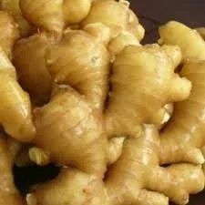 Fresh Wild Ginger & Turmeric Rhizomes - 20 LB Bulk Pack - Image 3