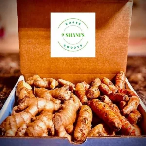 Fresh Wild Turmeric Root 1 lb - Non-GMO, Organic, High Curcumin - Image 3