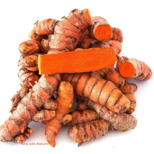 Fresh Wild Turmeric Root from Fiji - 50 LB Bulk - Non-GMO, Pesticide-Free - Image 1