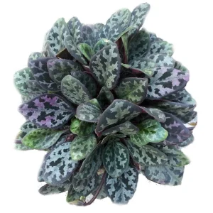 Frosted Jade Asian Violet Primulina pseudoyungfuensis Live Plant – 2.5
