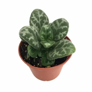 Frosted Jade Asian Violet Primulina pseudoyungfuensis Live Plant – 2.5" Pot – Houseplant - Image 1
