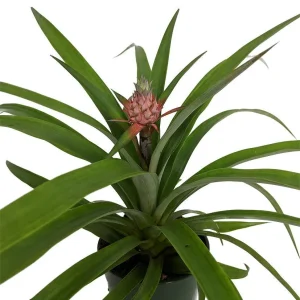 Fruiting Pineapple Plant Live - Ananas comosus - 5 inch Pot - Indoor/Outdoor - Image 1