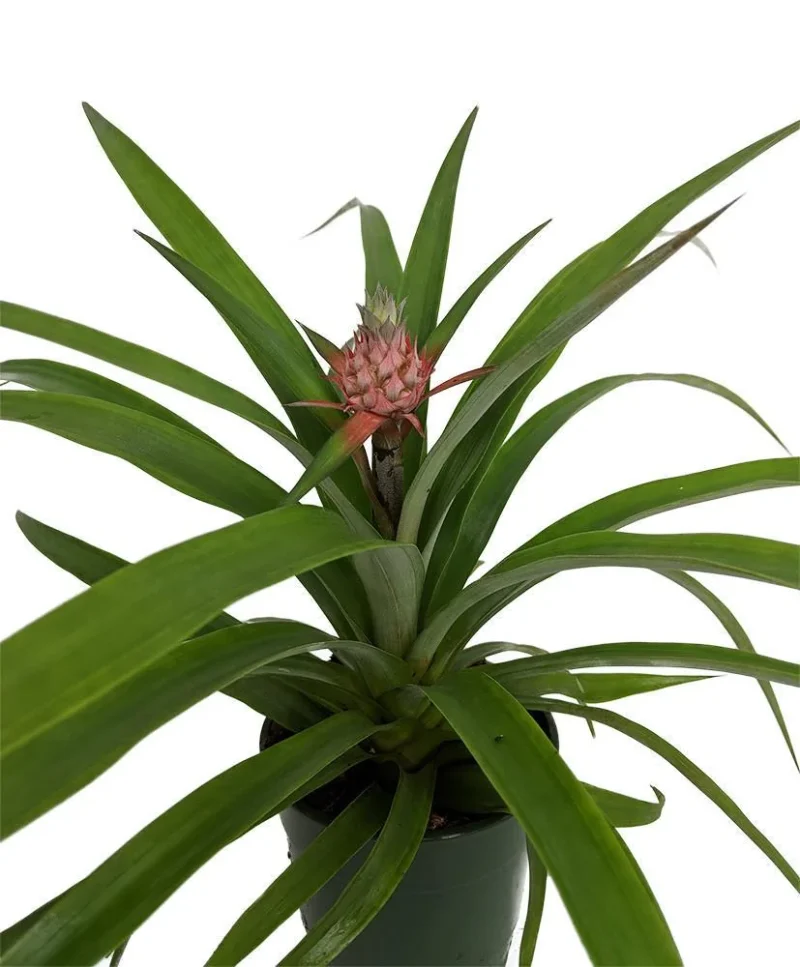 buy pineapple plant new zealand Pineapple Plant for Sale | Tropical Plants main image 0