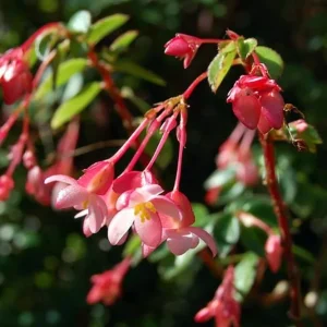 Fuchsia Flower Begonia Live Plant - 2.5 inch Pot - Redish Pink Flowers - Image 2