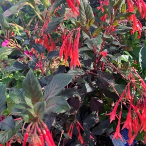 Fuchsia Gartenmeister Bonstedt Live Plant, 1ft Tall, 6 inch Pot, Outdoor - Image 1