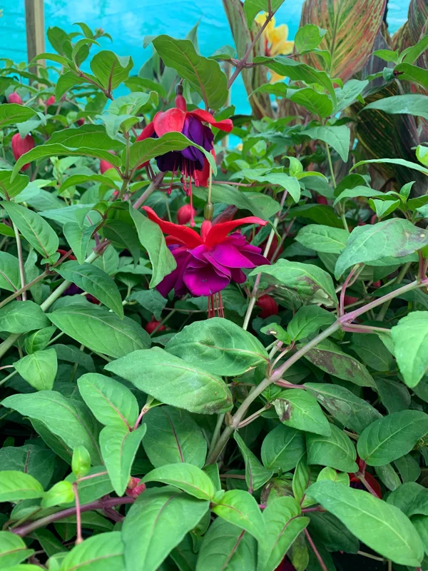 Fuchsia Giant Voodoo Live Plant – 6 inch Pot – Vibrant Blooms – Outdoor - Image 2