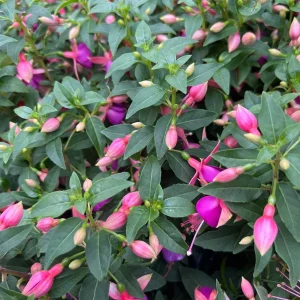Fuchsia Jollies Nancy Live Plant – 4 inch Pot – Purple & Pink Flowers - Image 2