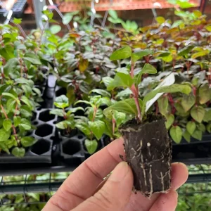 Fuchsia Live Plant 'Carmine White' - Hummingbird Attractor, Starter Plug - Image 2