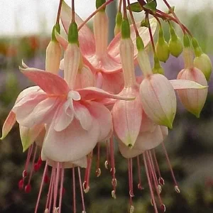 Fuchsia Live Plant 'Carmine White' - Hummingbird Attractor, Starter Plug - Image 5