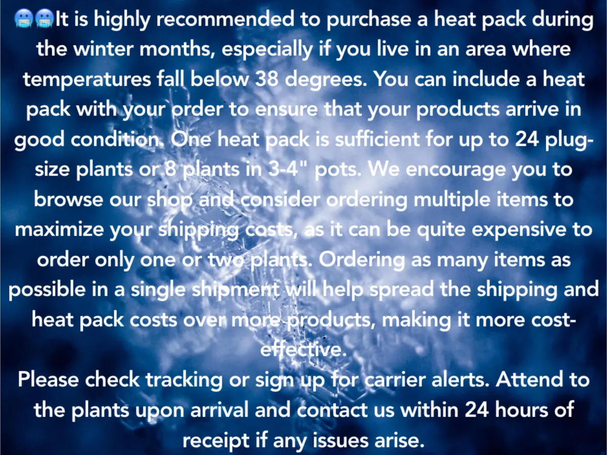 Fuchsia Live Plant – Hummingbird Attractor – Healthy Starter Plant – Outdoor - Image 3