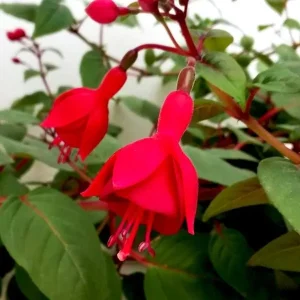 Fuchsia Live Plant – Hummingbird Attractor – Healthy Starter Plant – Outdoor - Image 1