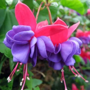 Fuchsia Live Plant – Hummingbird Attractor – Healthy Starter Plant – Outdoor - Image 4