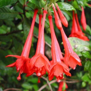 Fuchsia Live Plant – Hummingbird Attractor – Healthy Starter Plant – Outdoor - Image 6