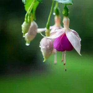 Fuchsia Live Plant – Hummingbird Attractor – Healthy Starter Plant – Outdoor - Image 9