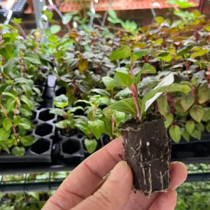 Fuchsia Live Plant, Well-Rooted Plug, Healthy Starter Plants for Hanging Baskets - Image 2